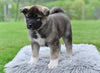 AKC Akita For Sale Millersburg OH Male-Daffy
