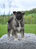 AKC Akita For Sale Millersburg OH Male-Daffy