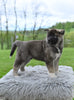 AKC Akita For Sale Millersburg OH Male-Daffy