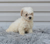 F1 Miniature-Toy Poodle  For Sale Millersburg Ohio-Daisy