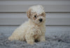 F1 Miniature-Toy Poodle  For Sale Millersburg Ohio-Daisy
