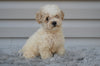 F1 Miniature-Toy Poodle  For Sale Millersburg Ohio-Daisy