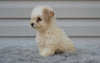 F1 Miniature-Toy Poodle  For Sale Millersburg Ohio-Daisy