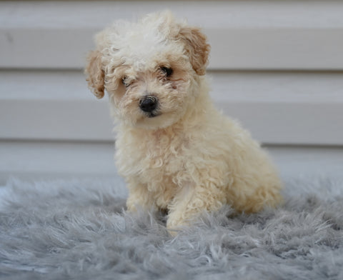 F1 Miniature-Toy Poodle  For Sale Millersburg Ohio-Daisy