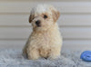 F1 Miniature-Toy Poodle  For Sale Millersburg Ohio-Daisy
