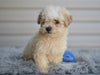 F1 Miniature-Toy Poodle  For Sale Millersburg Ohio-Daisy