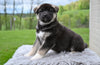 AKC Akita For Sale Millersburg OH Male-Dallas