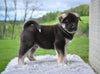 AKC Akita For Sale Millersburg OH Male-Dallas