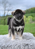 AKC Akita For Sale Millersburg OH Male-Dallas