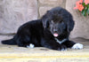 Newfoundland For Sale Dalton OH-Dixie