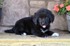 Newfoundland For Sale Dalton OH-Dixie
