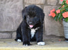 Newfoundland For Sale Dalton OH-Dixie