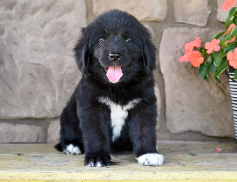 Newfoundland For Sale Dalton OH-Dixie