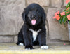 Newfoundland For Sale Dalton OH-Dixie