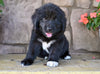 Newfoundland For Sale Dalton OH-Dixie