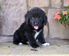 Newfoundland For Sale Dalton OH-Dixie
