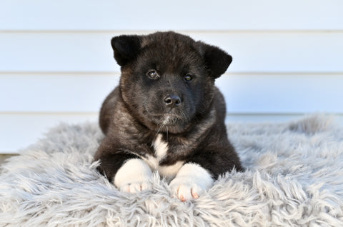 AKC Akita For Sale Millersburg OH Male-Duke