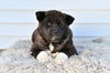 AKC Akita For Sale Millersburg OH Male-Duke