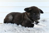 AKC Akita For Sale Millersburg OH Male-Duke