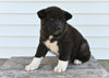 AKC Akita For Sale Millersburg OH Male-Duke