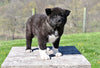 AKC Akita For Sale Millersburg OH Male-Duke