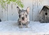 AKC French Bulldog For Sale Baltic OH Faith
