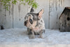 AKC French Bulldog For Sale Baltic OH Faith