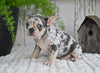 AKC French Bulldog For Sale Baltic OH Faith