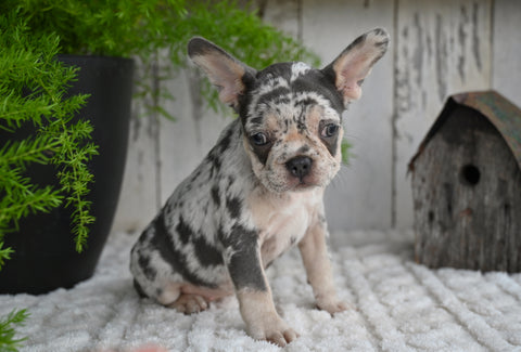 AKC French Bulldog For Sale Baltic OH Faith