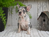 AKC French Bulldog For Sale Baltic OH Faith