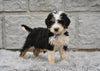 Bernedoodle for Sale Sugarcreek OH-Farley