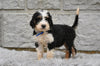 Bernedoodle for Sale Sugarcreek OH-Farley