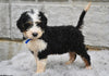 Bernedoodle for Sale Sugarcreek OH-Farley
