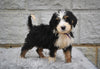 Bernedoodle For Sale Sugarcreek OH-Findley