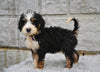 Bernedoodle For Sale Sugarcreek OH-Findley