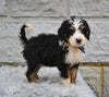 Bernedoodle For Sale Sugarcreek OH-Findley