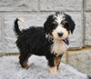 Bernedoodle For Sale Sugarcreek OH-Findley