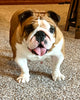 AKC Registered English Bulldog For Sale Bolivar OH Female-Dora