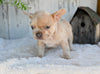 AKC French Bulldog For Sale Baltic OH Grace
