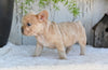 AKC French Bulldog For Sale Baltic OH Grace