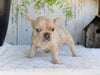 AKC French Bulldog For Sale Baltic OH Grace