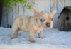 AKC French Bulldog For Sale Baltic OH Grace
