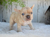AKC French Bulldog For Sale Baltic OH Grace