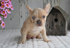 AKC French Bulldog For Sale Baltic OH Grace