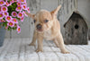 AKC French Bulldog For Sale Baltic OH Grace