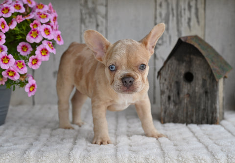 AKC French Bulldog For Sale Baltic OH Grace