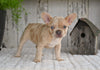 AKC French Bulldog For Sale Baltic OH Grace