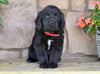 Newfoundland For Sale Dalton OH-Gypsy