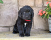 Newfoundland For Sale Dalton OH-Gypsy