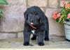 Newfoundland For Sale Dalton OH-Gypsy